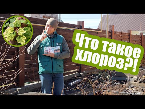 Видео: Каким бывает ХЛОРОЗ?! Учимся различать и лечить хлороз листьев!