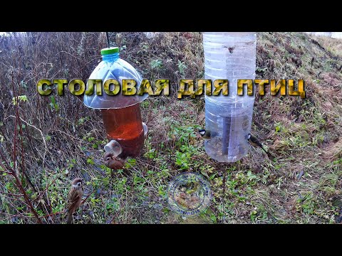 Видео: Кормушка для птиц 4 ноября 2025 года (06)