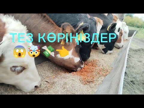 Видео: Бордақылаудың ЕРЕКШЕ және АРЗАН жолын сынап көр: 💣🤯