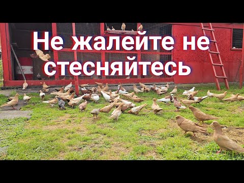 Видео: Не жалей не стесняйся (Голуби)