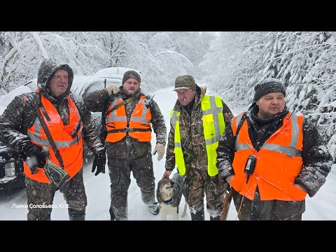 Видео: Три загона с лайками