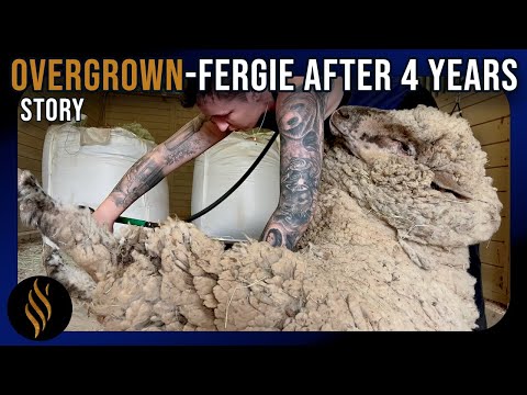 Видео: Овцы сдались после 4 лет отсутствия стрижки