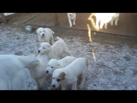 Видео: Бугай Алабай. Бурная реакция Умиды на щенков Ночки.