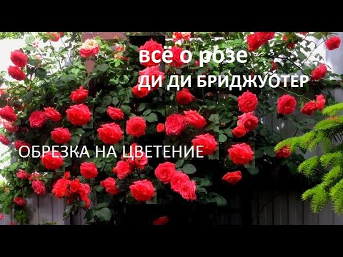 Видео: Обрезка плетистой розы на пышное цветение.  Выращивание , уход и обрезка Dee Dee Bridgewater