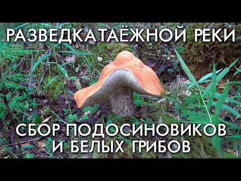 Видео: ОЧЕРЕДНАЯ РАЗВЕДКА ТАЕЖНОЙ РЕКИ / СБОР ПОДОСИНОВИКОВ И БЕЛЫХ ГРИБОВ