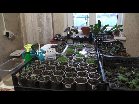 Видео: Не хватает места  - выношу рассаду цветов в теплицу