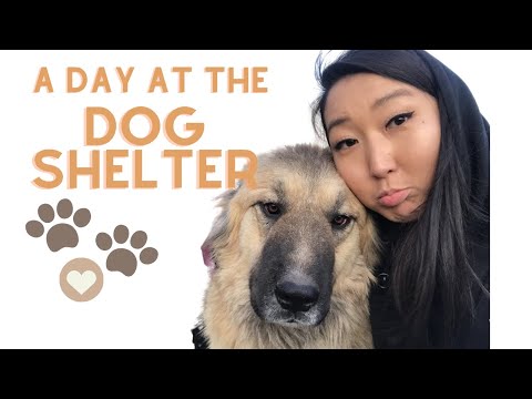 Видео: АМЬТАН АВРАН ХАЛАМЖЛАХ ГАЗАРТ ОЧЛОО 😢/ A Day at UB SHELTER