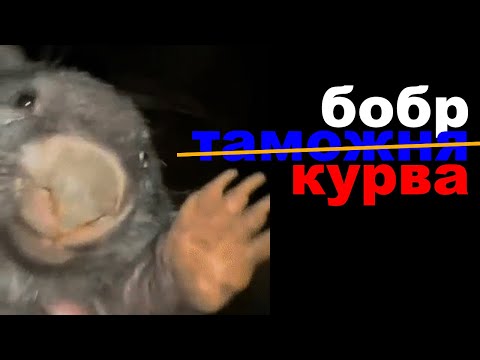 Видео: новый бобр