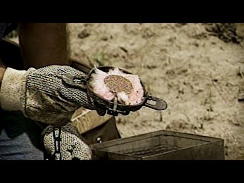 Видео: Старая школа: как не дать лисе и койоту раскопать ваши ловушки