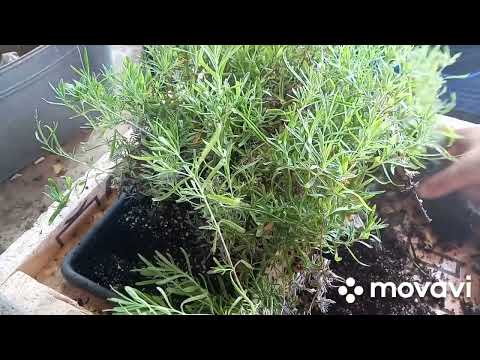 Видео: Лаванда укоренилась что дальше?