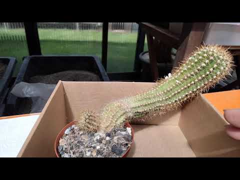 Видео: Кактус вытянулся.Обрезка.Мои новые кактусы.Коллекция кактусов.Cacteen