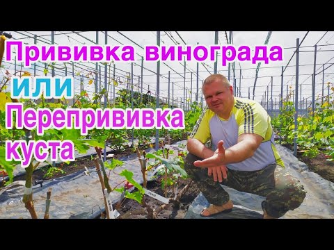 Видео: Прививка винограда или перепрививка виноградного куста