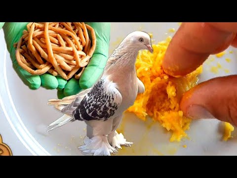 Видео: ГЛИСТЫ 100% это средство помогает моим голубям!!! WORMS 100% this remedy helps my pigeons!!!