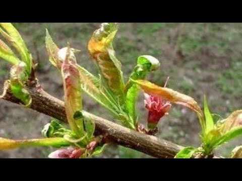 Видео: Проверенная схема лечения персика от курчавости | Пресекаем болезнь "на корню"
