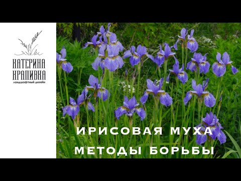 Видео: Ирисовая муха. Методы борьбы