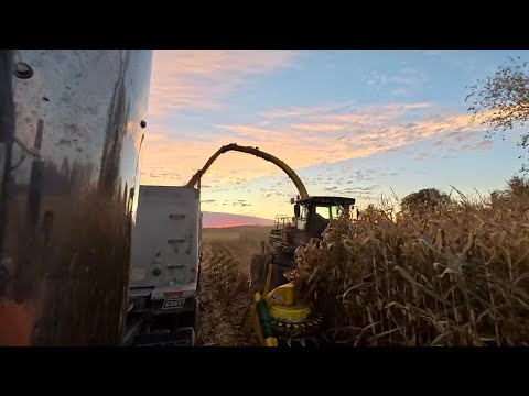 Видео: Кукурузные кусты и дополнительная нарезка