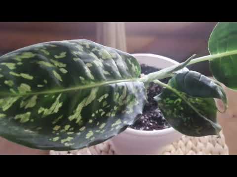 Видео: Пересадка нового растения Диффенбахия Рефлектор и как выросла Монстера Альба!