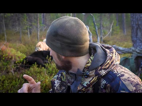 Видео: ДОМУШНИК ВЕРНУЛСЯ. ОХОТА НА МЕДВЕДЯ. ПЕРВЫЙ СНЕГ.