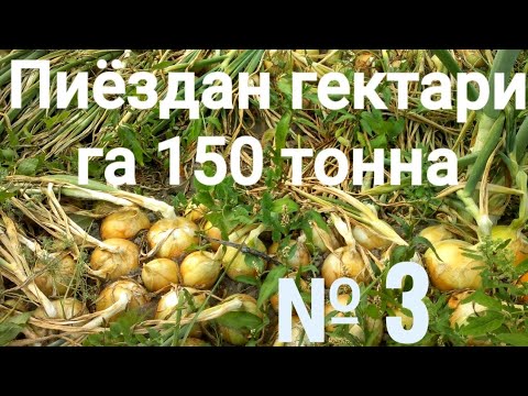 Видео: Пиёздан гектарига 150 тонна 3-қисм Репчатый лук 150 тонна с 1 Га