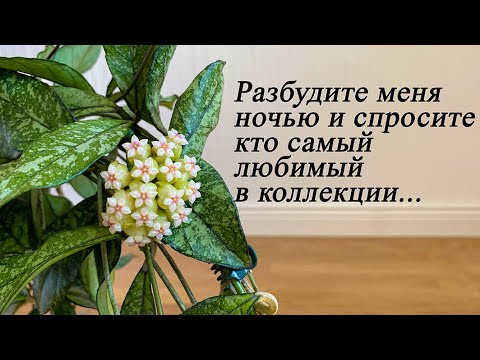 Видео: Разбудите меня ночью- я отвечу кто самая любимая хойя