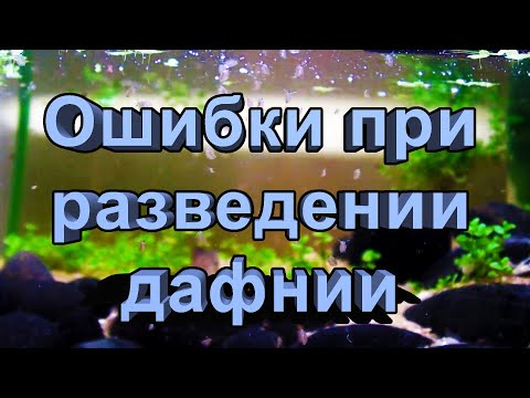 Видео: Ошибки при разведении дафнии