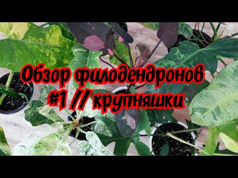 Видео: Обзор филодендронов #1 // крупняшки