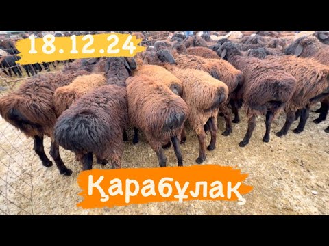 Видео: 18.12.24 Ұсақ малдың бағасы. Қарабұлақ мал базары