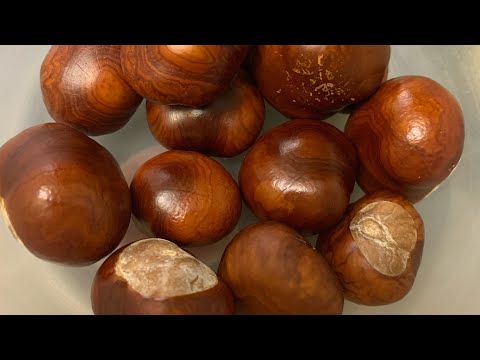 Видео: Как вырастить каштановые деревья)) проращиваю каштаны