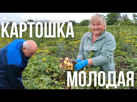 Видео: Выкапываем раннюю молодую Картошку Супер Урожай
