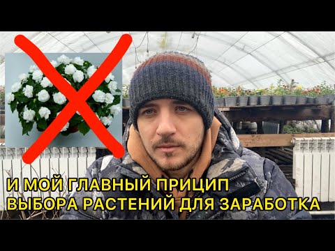 Видео: НЕ РАСТЕНИЯ А МУЧЕНИЕ! Список проблемных растений для выращивания зимой в нашей теплице.