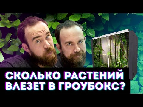 Видео: №61 Какое количество растений можно разместить в гроубоксе?