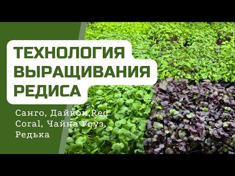 Видео: Технология выращивания всех разновидностей Редиса на Микрозелень | Народные Семена