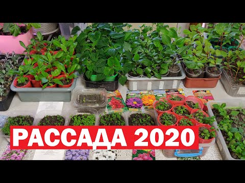 Видео: Итоги!!! Рассада цветов - астры, георгины, сальвии, агератума, цинерарии, бальзамина, целозии