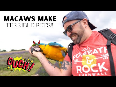 Видео: 5 САМЫХ ХУДШИХ НЕДОСТАТКОВ, СВЯЗАННЫХ С АРОЙ | АРЫ — ПЛОХИЕ ПИТОМЦЫ | ШЕЛБИ АРА