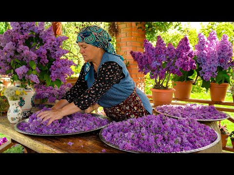 Видео: Сбор Весенней Сирени и Сушка для Чая🌿