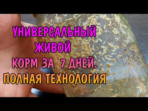 Видео: УНИВЕРСАЛЬНЫЙ ЖИВОЙ КОРМ ЗА 7 ДНЕЙ. ПОЛНАЯ ТЕХНОЛОГИЯ