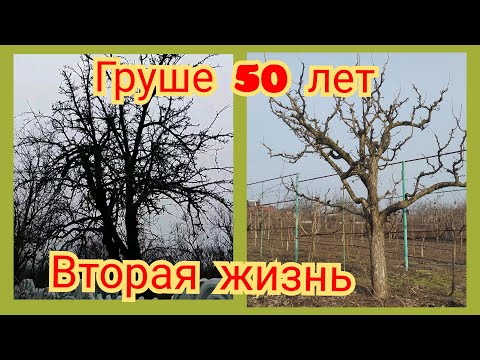 Видео: Возвращаем старой груше молодость.