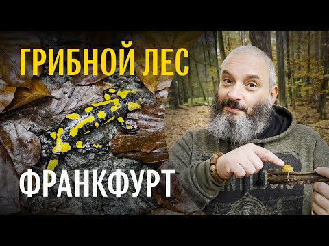 Видео: Франкфурт, Германия. Грибы ноябрьского леса. Михаил Вишневский