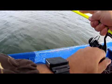 Видео: Рыбалка 🎣 на бортовые удочки!!! Озеро Плещеево!!!