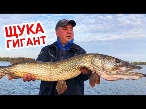 Видео: Ловля ГИГАНТСКИХ ЩУК на водяную крысу!