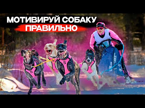 Видео: КАК НАУЧИТЬ СОБАКУ ТЯНУТЬ | ВСЕ О МОТИВАЦИИ СОБАК В ЕЗДОВОМ СПОРТЕ