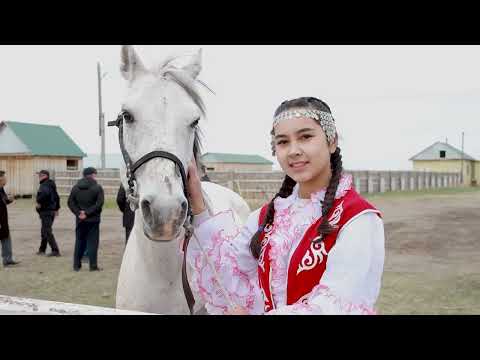 Видео: Новая порода лошадей в области Абай. 