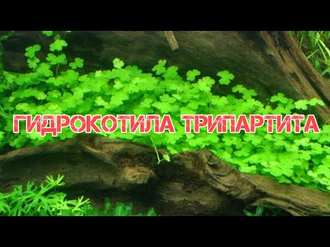 Видео: ГИДРОКОТИЛА ТРИПАРТИТА. СОДЕРЖАНИЕ И РАЗМНОЖЕНИЕ В АКВАРИУМЕ.