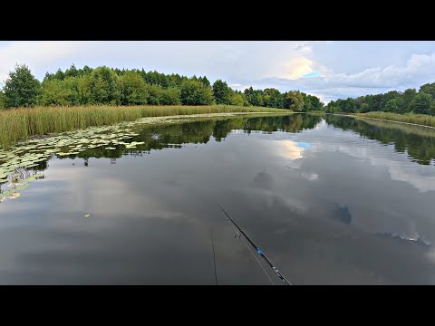 Видео: ВОДА КИПИТ И ОКУНИ РАЗРЫВАЮТ ПОППЕР! Попал под ливень, но рыбалка удалась!