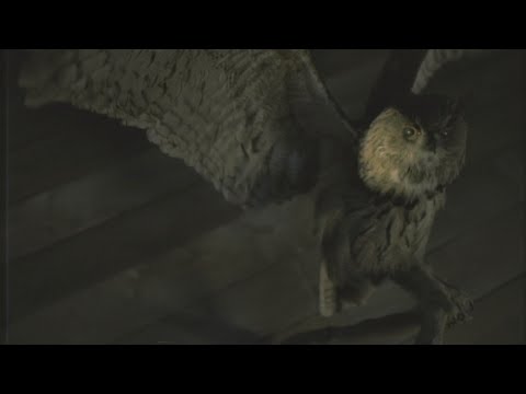 Видео: Alan Wake 2 прохождение