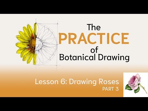 Видео: Как нарисовать розу с Венди Холлендер — практика ботанического рисования, урок 6, часть 3