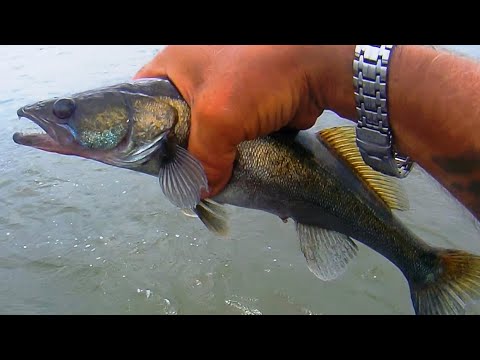 Видео: ПОЧЕМУ СУДАК ЧЕРНЫЙ