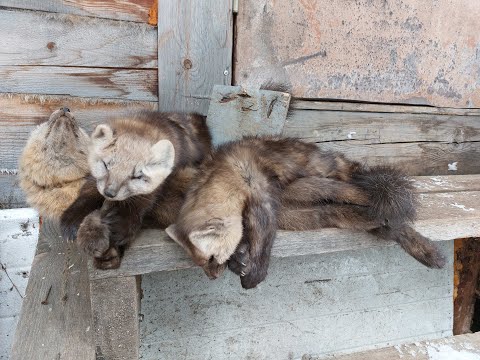 Видео: Охота на соболя капканами Ноябрь 2021 Снегоходный сезон