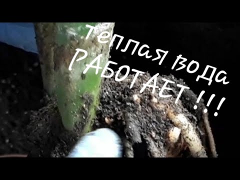 Видео: Результаты полива ЗАМИОКУЛЬКАСА тёплой водой.