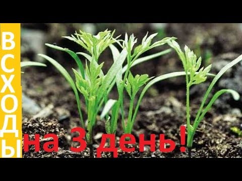 Видео: Как посеять МОРКОВЬ и получить ВСХОДЫ на 3 день!!!